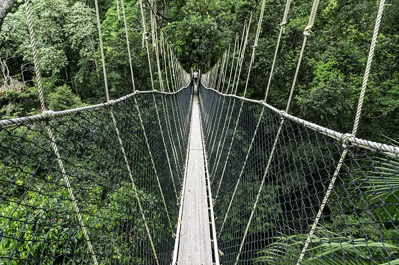 Canopy walkway at Taman Negara surrounded by lush greenery, a popular natural attraction in Malaysia