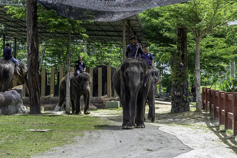 Elephants being guided by mahouts at the Malaysia Elephant Sanctuary for their daily cleaning process.