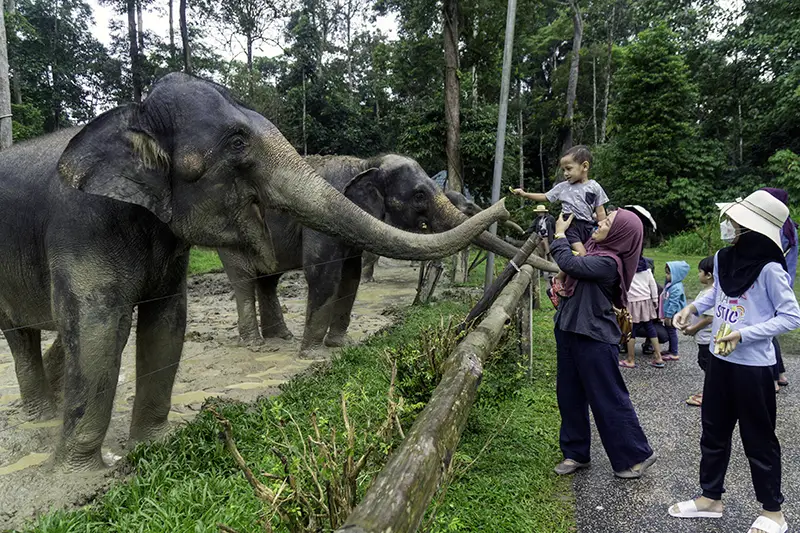 A family of local tourists feeding an adult elephant at Malaysia Elephant Sanctuary, engaging in a responsible wildlife experience.
