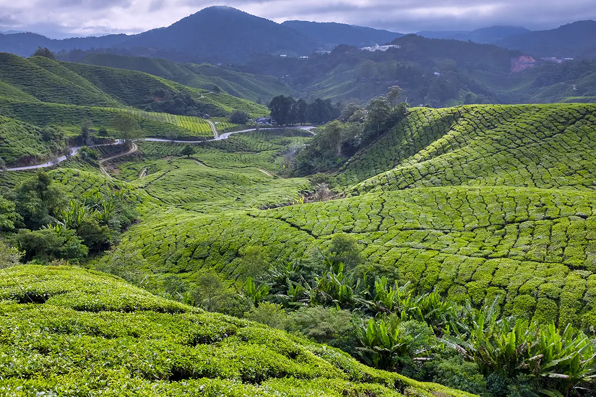 Lush green tea plantations with rolling hills in Cameron Highlands under cloudy sky